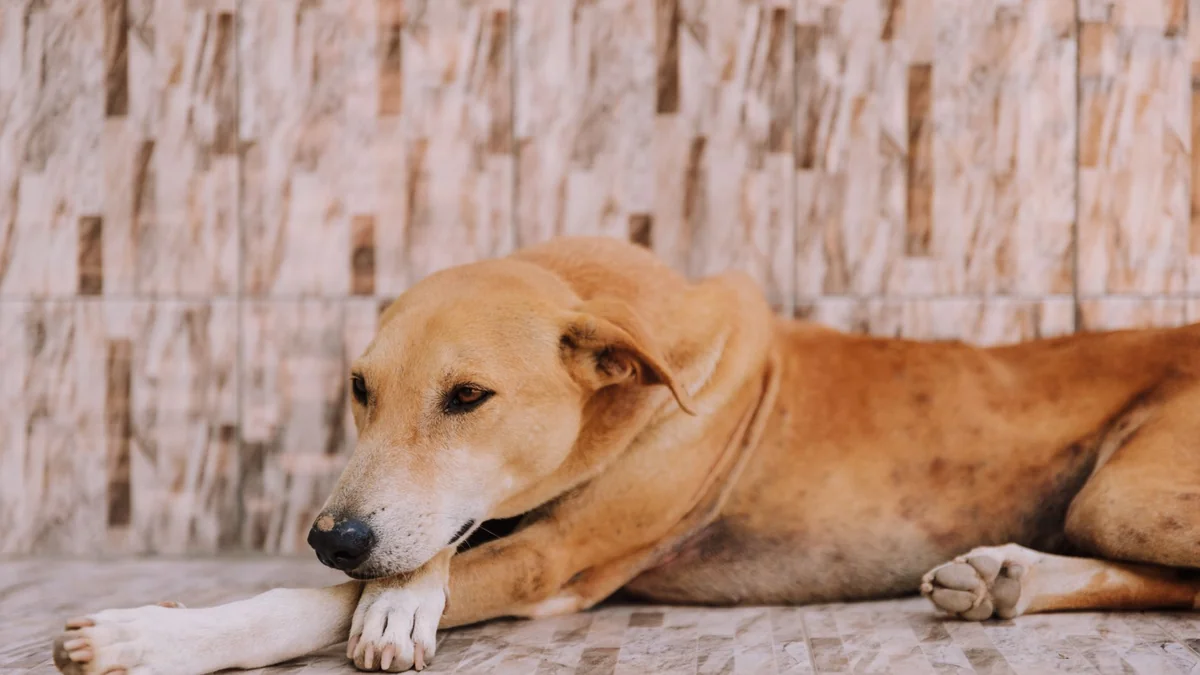 A dog lying down and resting