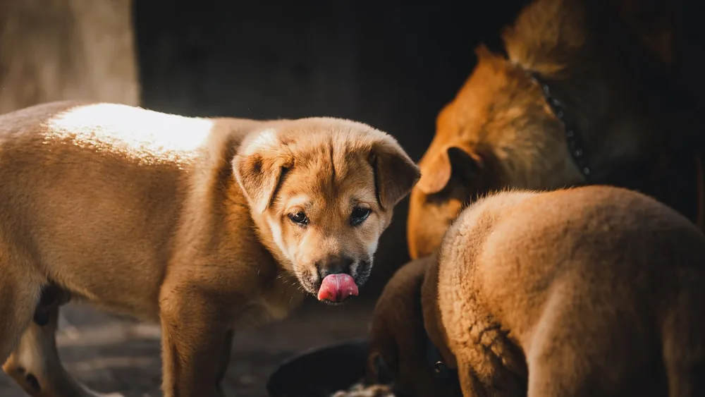 Three puppies enjoying a meal in a warm setting in Kon Tum, Vietnam. Perfect for animal and pet lovers.