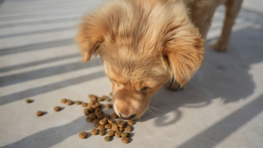 Adorable golden puppy eating kibble on a sunny day outdoors. Perfect for pet-related content.
