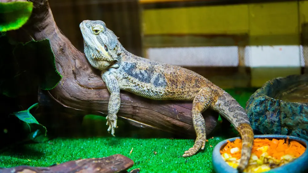 Close-up of a bearded dragon resting on a log inside a reptile terrarium with food bowls.