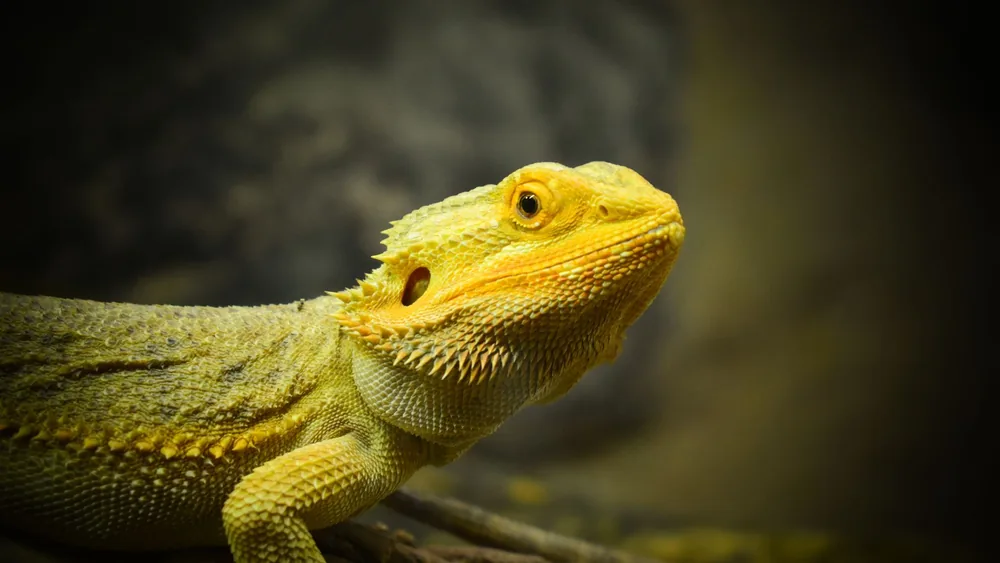 Detailed close-up of a bearded dragon, showcasing its scales and natural habitat.