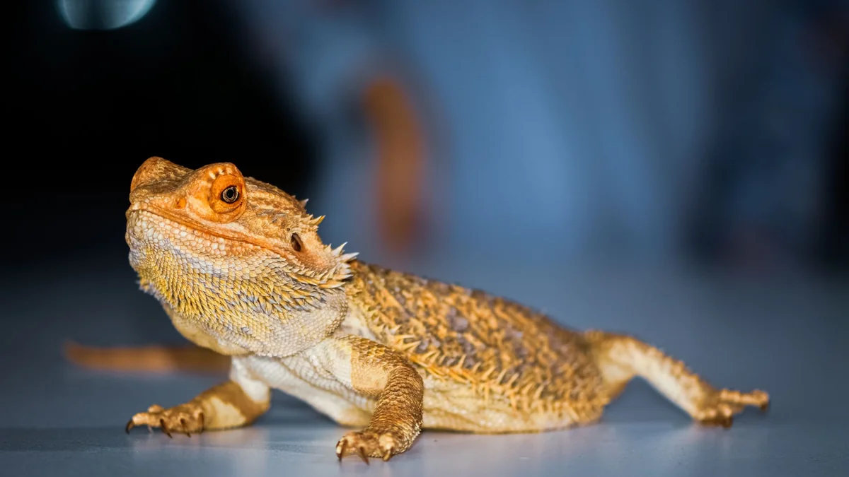 A bearded dragon in its terrarium