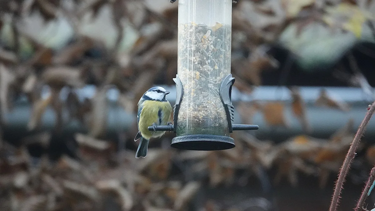 A small bird feeding at a garden bird feeder