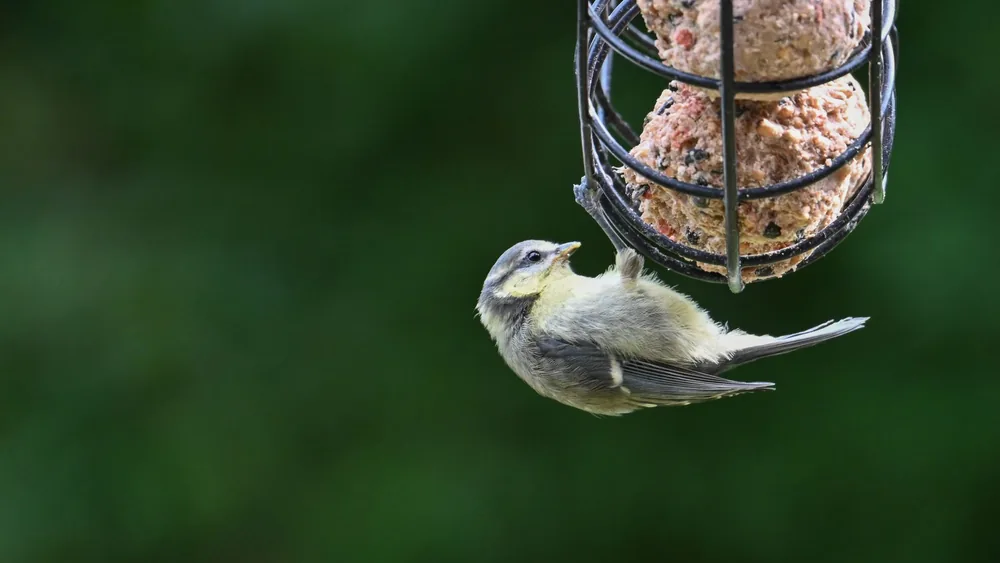 Close-up of a blue tit feeding on suet balls in a garden setting, showcasing wildlife behavior.