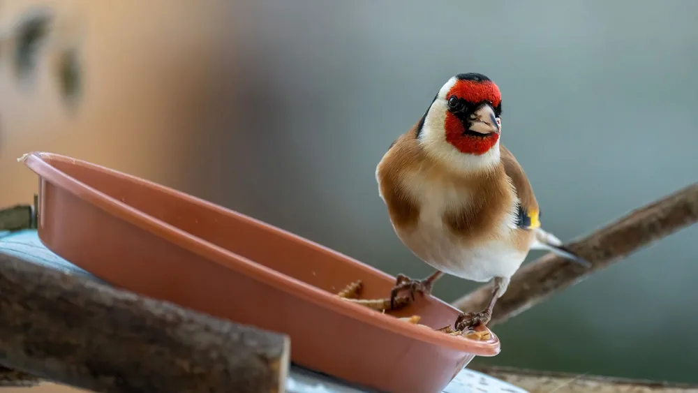 Close-up of a colorful goldfinch feeding outdoors in winter, highlighting its vivid plumage.