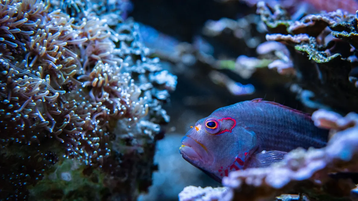 Tropical fish swimming in a home aquarium