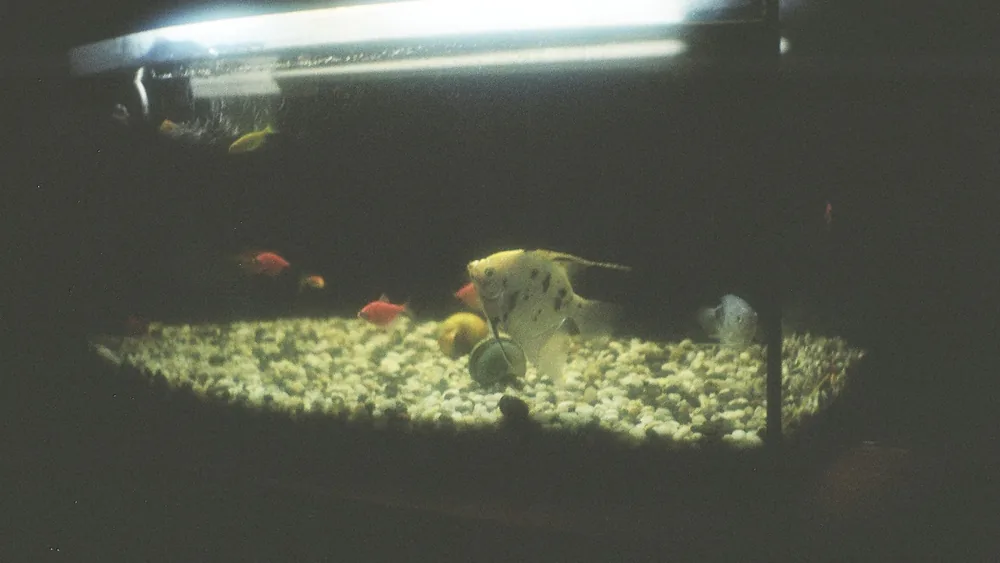 A tranquil aquarium scene featuring angelfish and colorful fish, captured in low light.