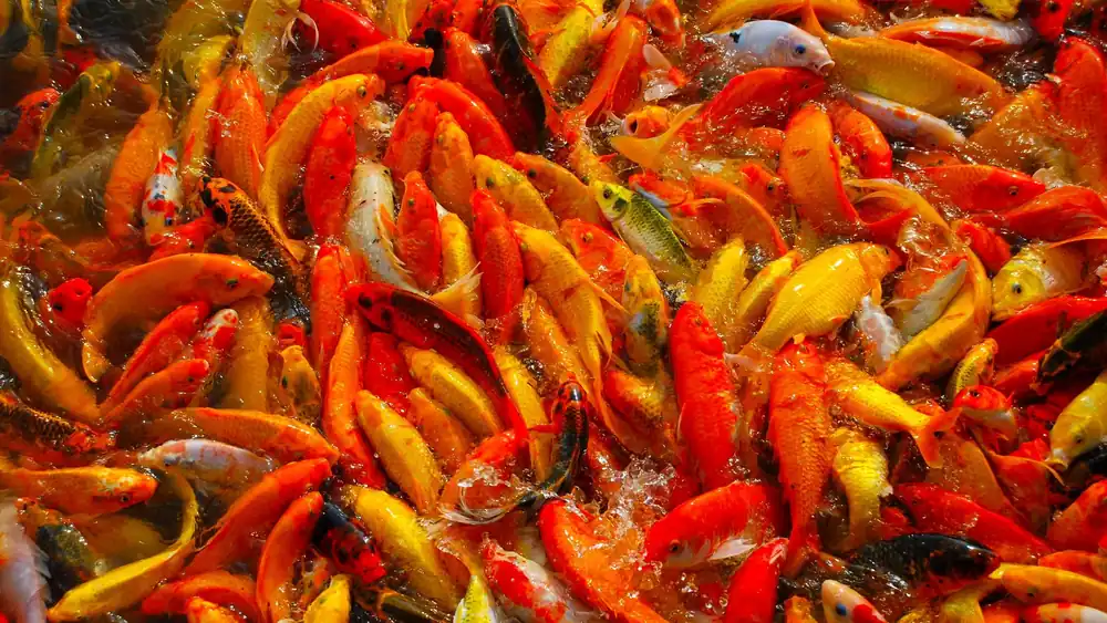 Colorful koi fish swimming energetically in a pond in Santa Rosa, Philippines.