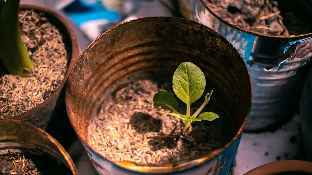 From above of small green plants growing in old rustic metal can in sunlight