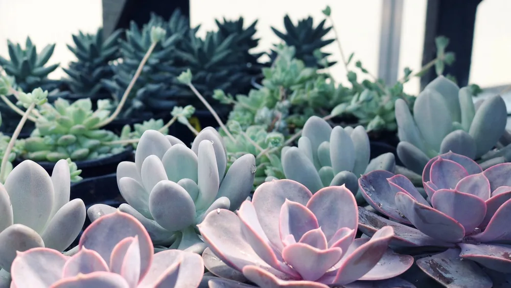 From above of rose and green dense leaves of echeveria growing against other various plants in daylight