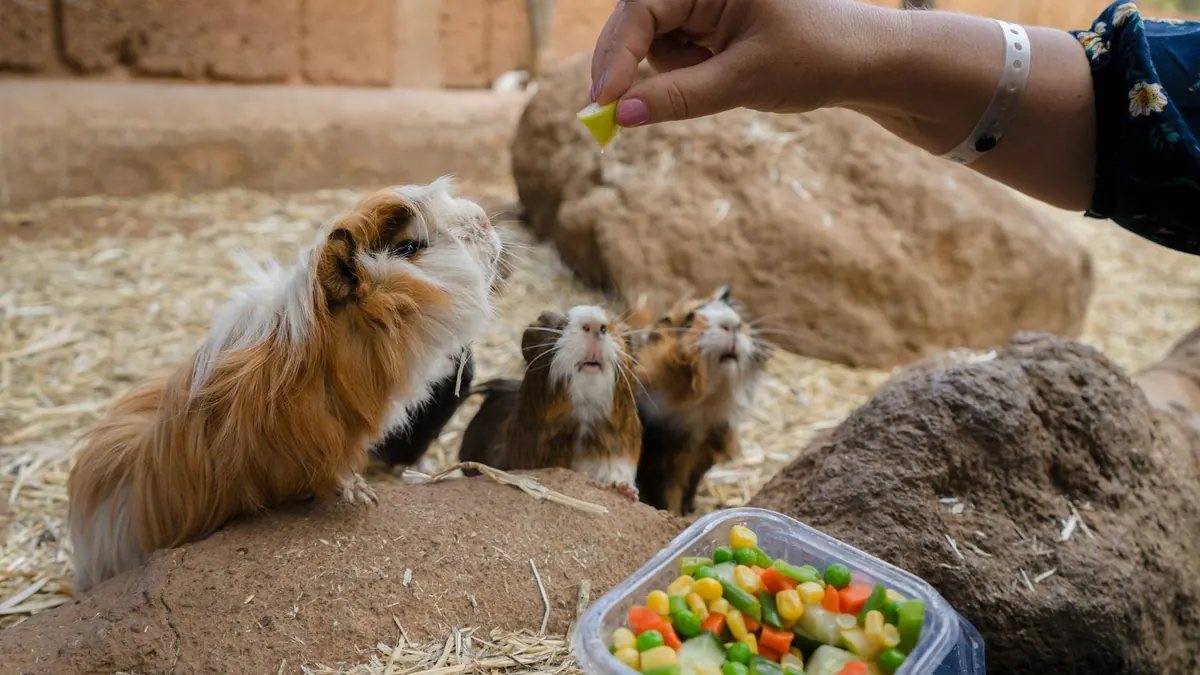 A guinea pig eating fresh vegetables