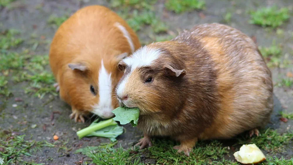 Two cute guinea pigs munching on fresh greens outdoors, enjoying a meal.