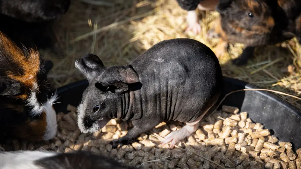 A hairless guinea pig feeding among its furry companions in a sunlit enclosure.