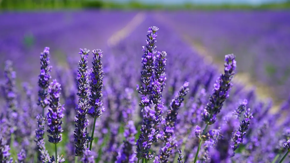 Fresh lavender and seasonal fragrance ingredients