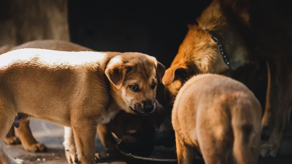 Group of brown puppies feeding together in Kon Tum, Vietnam, in warm natural light.