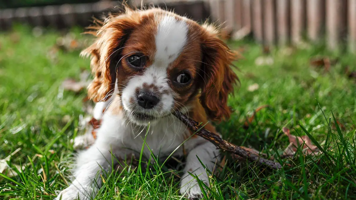 A puppy playing on grass in a garden