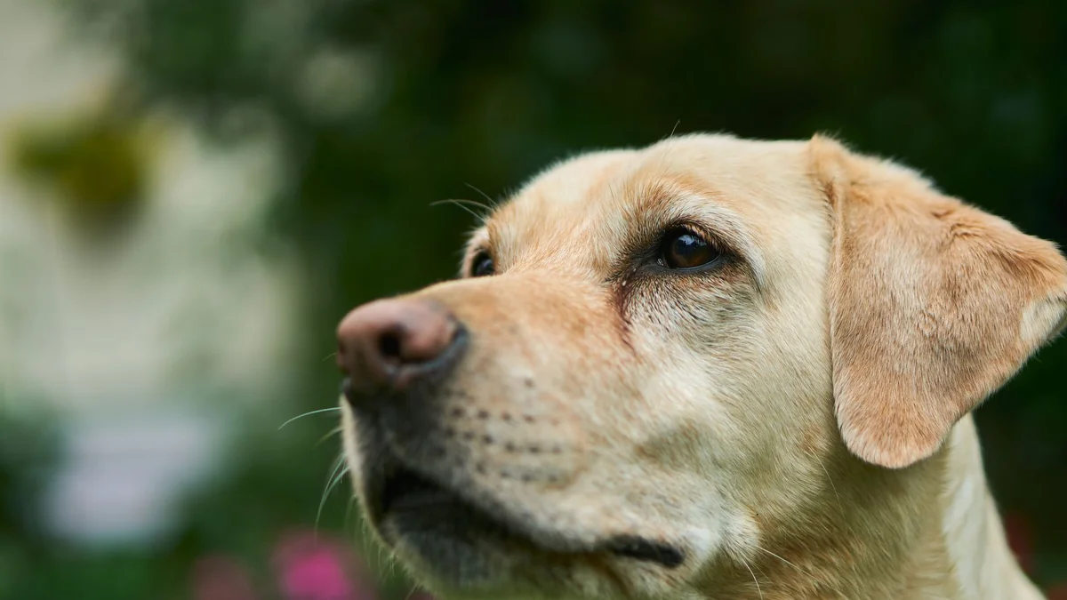 A labrador outdoors, a breed often fed hypoallergenic diets
