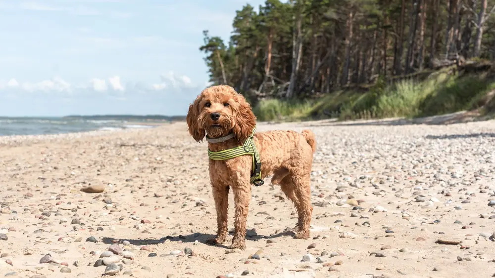 Adorable brown dog with a harness standing on a sandy beach during the day.