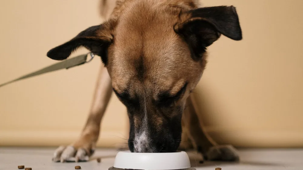 A close-up of a brown dog eating kibble from a white bowl indoors.