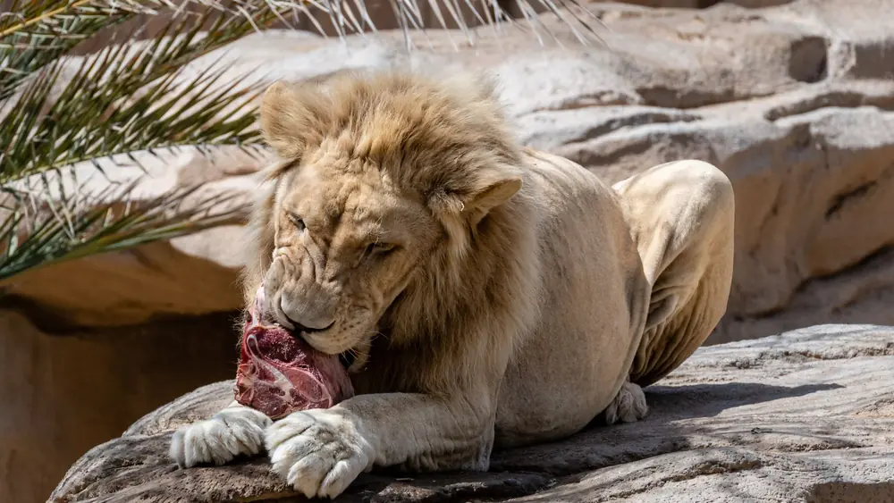 A majestic lion enjoying a meal of raw meat in its zoo enclosure, surrounded by rocks.