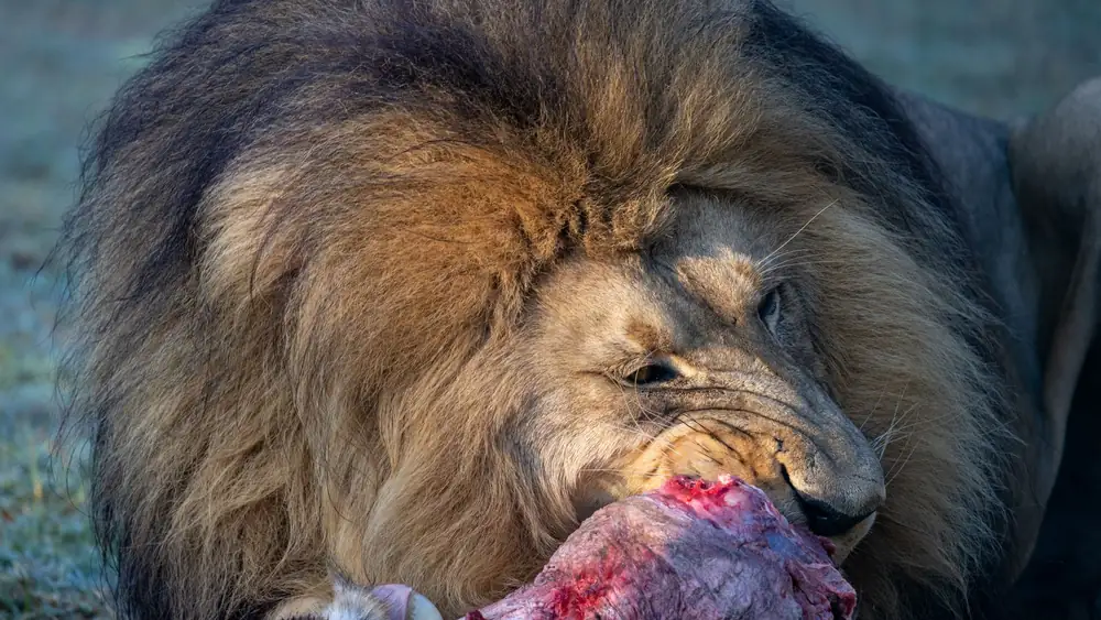 A powerful lion with a magnificent mane fiercely devours its prey, showcasing nature's raw beauty.