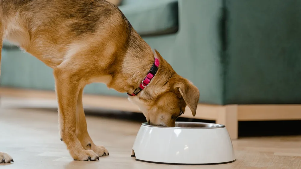A domestic dog wearing a pink collar eats from a white bowl inside a home.