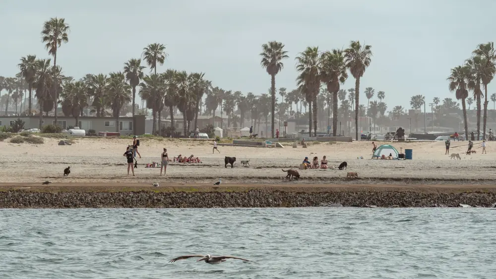 A lively beach scene at Mission Bay, San Diego, featuring people, dogs, and palm trees on a sunny day.