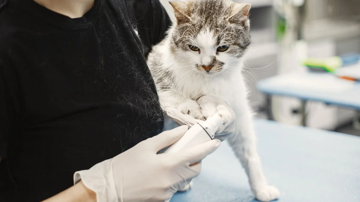 A cat being examined on a vet clinic table