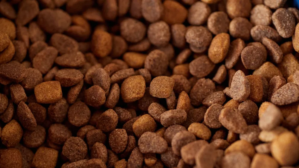 Detailed close-up of dry dog food kibble, showcasing its texture and color.