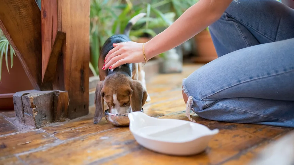 A beagle puppy being fed by a woman on a wooden floor indoors, Portugal.
