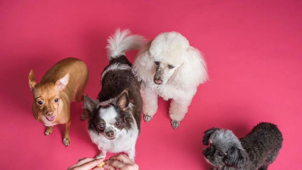 Charming small dogs eagerly waiting on a vibrant pink background.