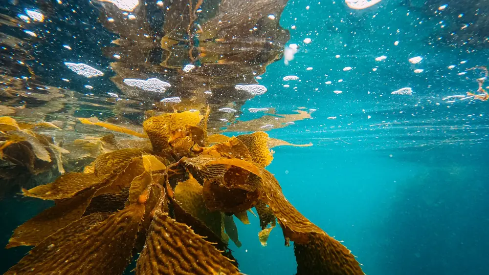 Kelp growing in a water column, the block used to turn flowing water into source water