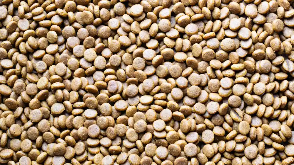 A detailed macro shot of scattered dog food pellets, perfect for pet care themes.