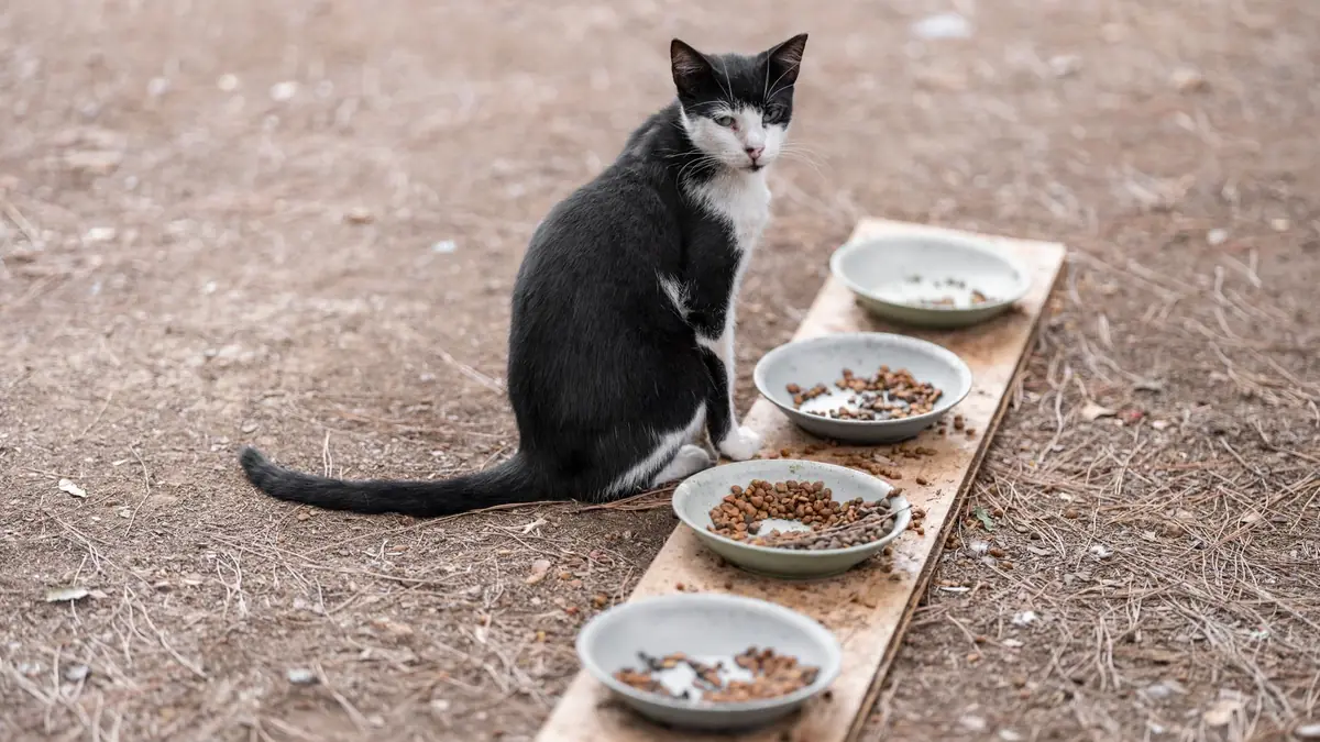 A cat eating from its food bowl
