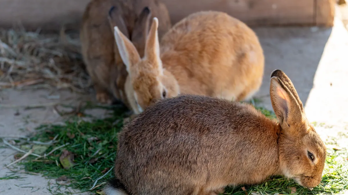 A rabbit eating hay, the bulk of a healthy rabbit diet
