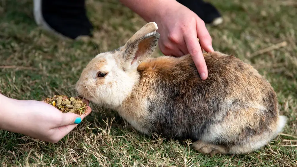 Adorable brown rabbit being fed by hand on grass, close-up view.