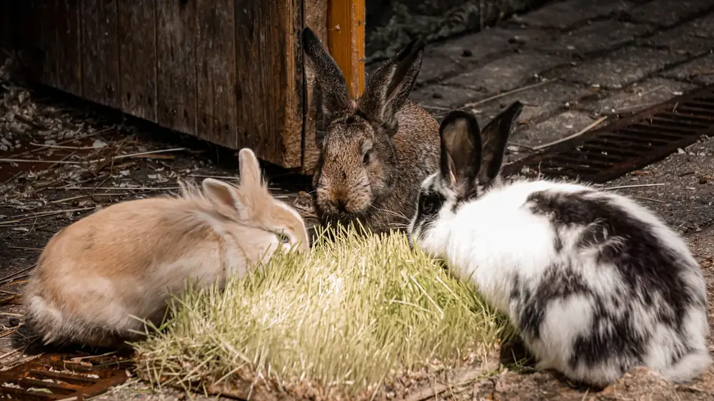 Three cute rabbits enjoying fresh grass in a farm setting, showcasing natural wildlife behavior.